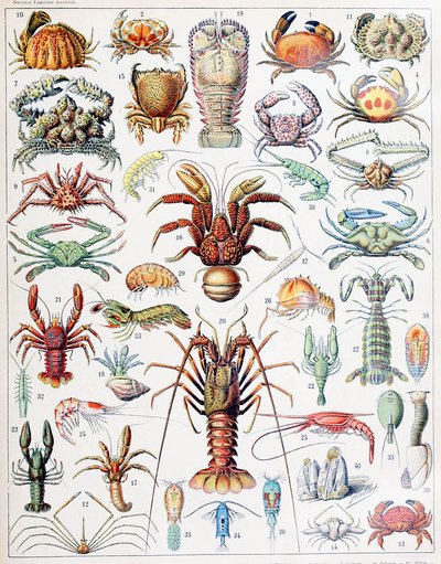 Illustration av kräftdjur c.1923 av Adolphe Philippe Millot