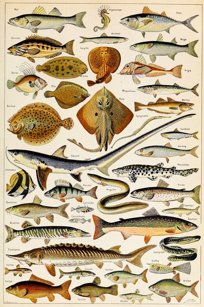 Illustration av ätbar fisk, c.1923 av Adolphe Philippe Millot