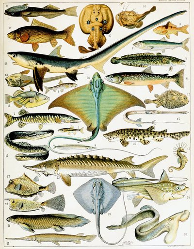 Illustration av fisk ca 1923 (litho) av Adolphe Philippe Millot