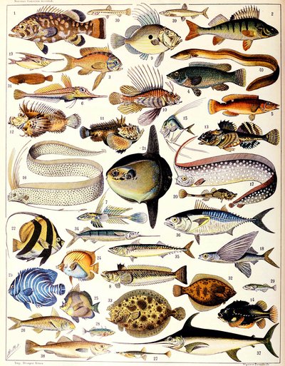 Illustration av marina fiskar c.1923 av Adolphe Philippe Millot