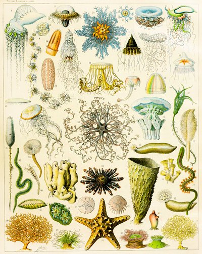 Illustration av marina organismer c.1923 av Adolphe Philippe Millot