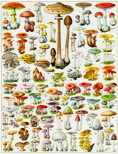 Illustration av svampar c.1923 av Adolphe Philippe Millot