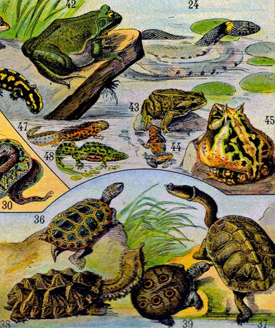 Illustration av reptiler och amfibier c.1923 av Adolphe Philippe Millot