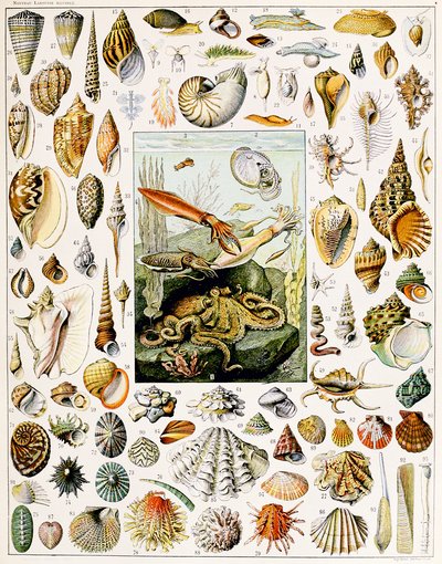 Illustration av snäckskal c.1923 av Adolphe Philippe Millot