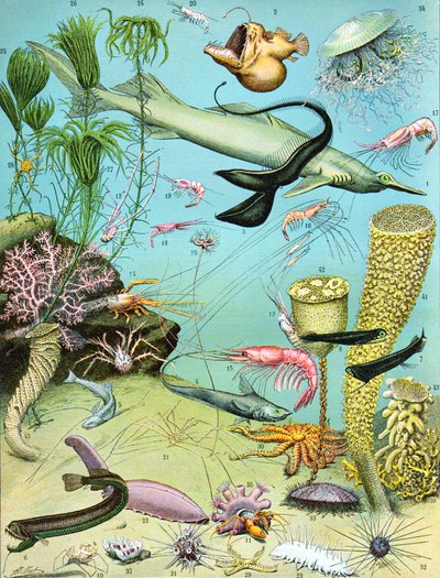 Illustration av ett djuphavsekosystem c.1923 av Adolphe Philippe Millot