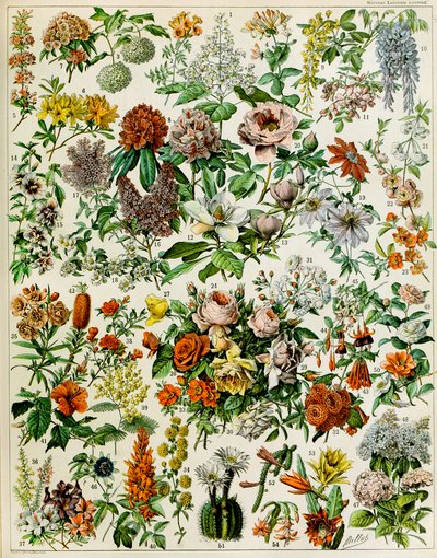 Illustration av blommande växter c.1923 av Adolphe Philippe Millot