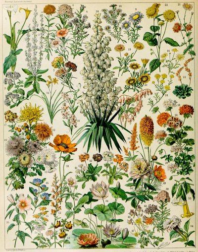 Illustration av blommande växter c.1923 av Adolphe Philippe Millot