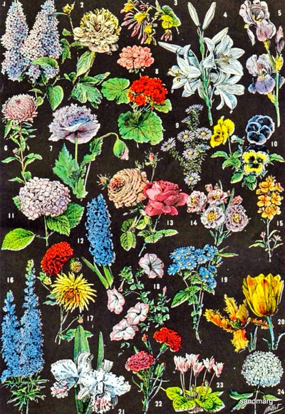 Illustration av trädgårdsblommor c.1923 av Adolphe Philippe Millot