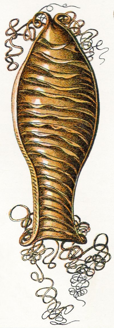 Ridged Egg fall av katthaj (Scyliorhinus), 1923 av Adolphe Philippe Millot