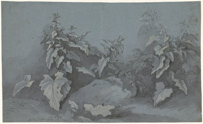 Växtstudie av Adriaan Boudewyns