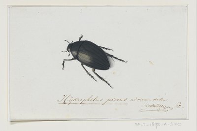 Svart vattenbagge Hydrophilus picens (titel på objekt) av Adriaan van der Willigen
