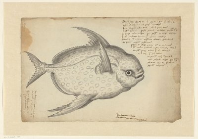 Kungsfisk av Adriaen Coenen
