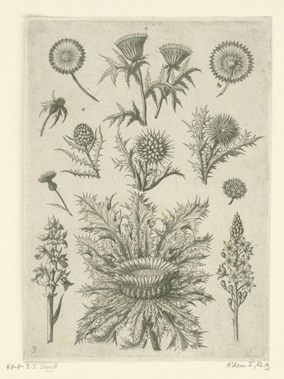 Avlägsen på olika sätt Florilegium (serietitel) av Adriaen Collaert