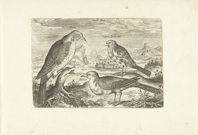 Tre fåglar i ett landskap Avium Vivae (serietitel) Fåglar (serietitel) av Adriaen Collaert
