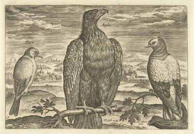Tre fåglar i ett landskap Avium Vivae (serietitel) Fåglar (serietitel) av Adriaen Collaert