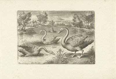 Tre svanar i en damm Fåglar (serietitel) Avium vivae (serietitel) av Adriaen Collaert