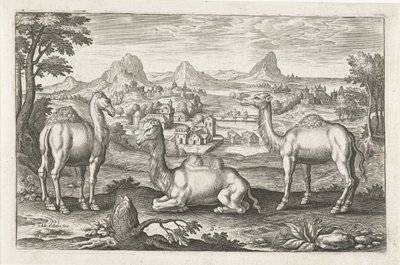 Dromedärer och en kamel Fyrbenta djur (serietitel) Animalivm Qvaddrvpedvm (serietitel) av Adriaen Collaert