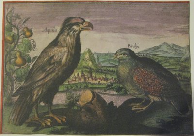 Örn och rapphöna, Iconotheca Valvasoriana av Adriaen Collaert
