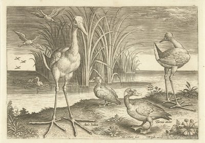 Några vattenfåglar på en strand Fåglar (serietitel) Avivm vivae (serietitel) av Adriaen Collaert