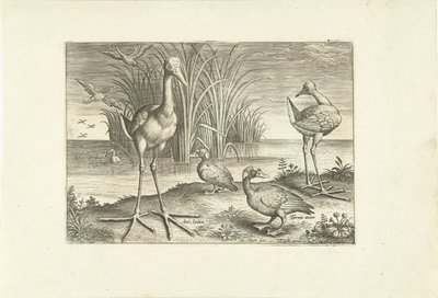 Några vattenfåglar på en strand Fåglar (serietitel) Avivm vivae (serietitel) av Adriaen Collaert
