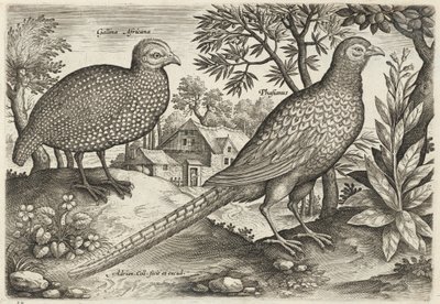 Pärlhöna och fasan av Adriaen Collaert