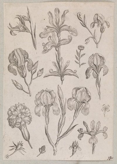 Iris av Adriaen Collaert