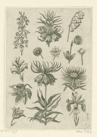 Kejsarkrona, orkidé och liljekonvaljer Florilegium (serietitel) av Adriaen Collaert