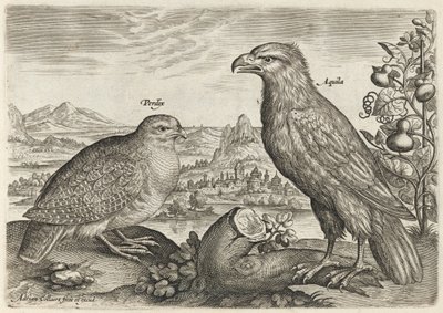 Rapphöna och örn av Adriaen Collaert