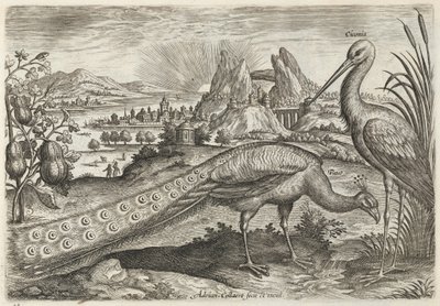 Påfågel och stork av Adriaen Collaert