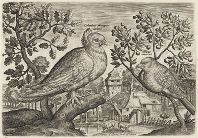 Duva och fink av Adriaen Collaert