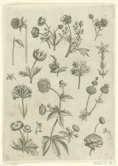 Ranonkels, primula en boterbloemen Florilegium (serietitel) av Adriaen Collaert