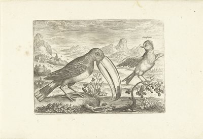 Två exotiska fåglar i ett landskap Fåglar (serietitel) Avium vivae (serietitel) av Adriaen Collaert
