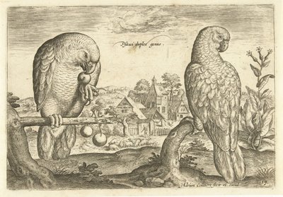 Två papegojor i ett landskap Avium Vivae (serietitel) Fåglar (serietitel) av Adriaen Collaert
