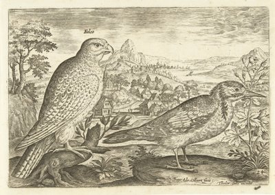 Två fåglar i ett landskap Avium Vivae (serietitel) Fåglar (serietitel) av Adriaen Collaert