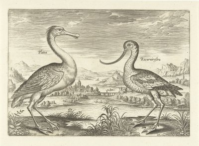 Två vadande fåglar i ett flodlandskap Fåglar (serietitel) Avivm Vivae (serietitel) av Adriaen Collaert