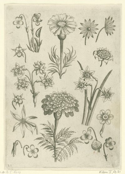 Olika blommor, violer och påskliljor Florilegium (serietitel) av Adriaen Collaert