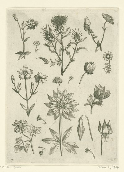 Olika blommor, inklusive akleja och cyklamen Florilegium (serietitel) av Adriaen Collaert