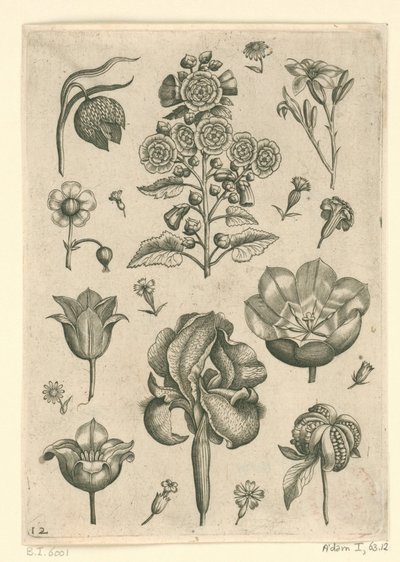 Olika blommor inklusive iris och viol Florilegium (serietitel) av Adriaen Collaert
