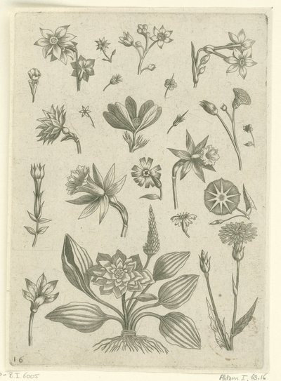 Olika blommor, inklusive trumpetpåskliljor Florilegium (serietitel) av Adriaen Collaert