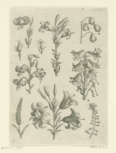 Fyra stora liljor och några mindre blommor Florilegium (serietitel) av Adriaen Collaert