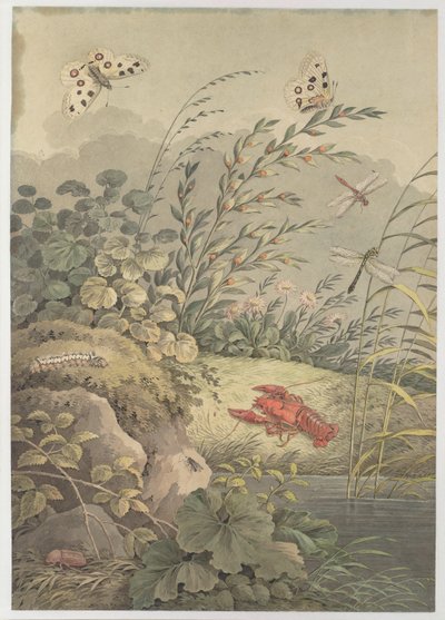 Vattenbit med krabba, fjärilar, trollsländor och havtorn, ca. 1800. av Adrian Zingg