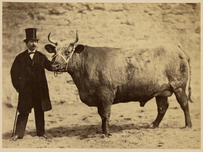 Boeuf Durham Charolais av Adrien Alban Tournachon