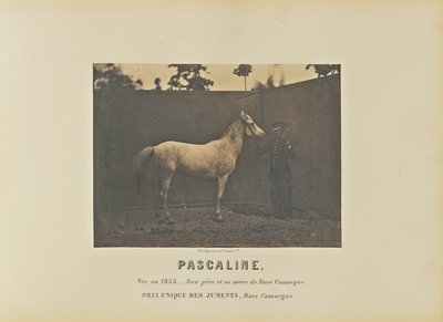 Pascaline av Adrien Alban Tournachon