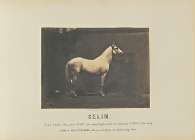 Selim av Adrien Alban Tournachon