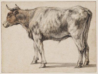 En stående ung tjur av Aelbert Cuyp