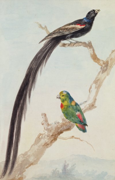 En långstjärtad änkefågel och en blåkrönt hängande papegoja, 1783 (krita, wc & penna på papper) av Aert Schouman