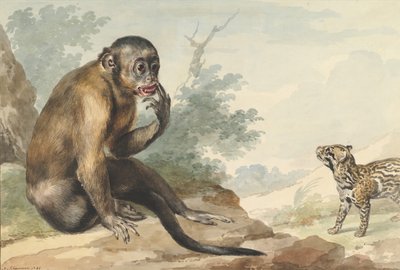 En apa som sitter på en klippa och tittar på en sivet, 1764. av Aert Schouman