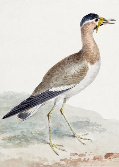 En gulvattlad tofsvipa av Aert Schouman