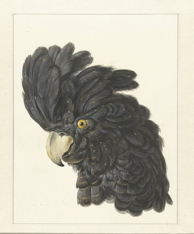 Chef för en kakadua Head of a Papegoja (titel på objekt) av Aert Schouman