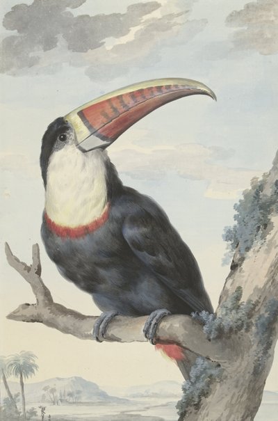 Rödnäbbad tukan, 1748 av Aert Schouman